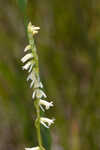 Florida lady's tresses